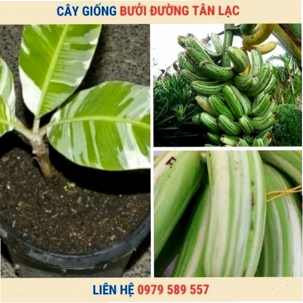 Bó chuối chín mọng nước