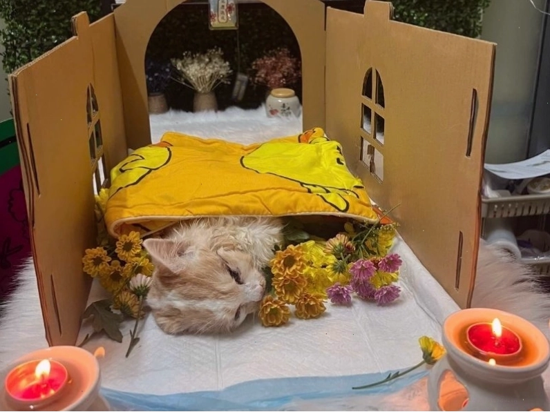 Các bước cần làm khi thú cưng qua đời