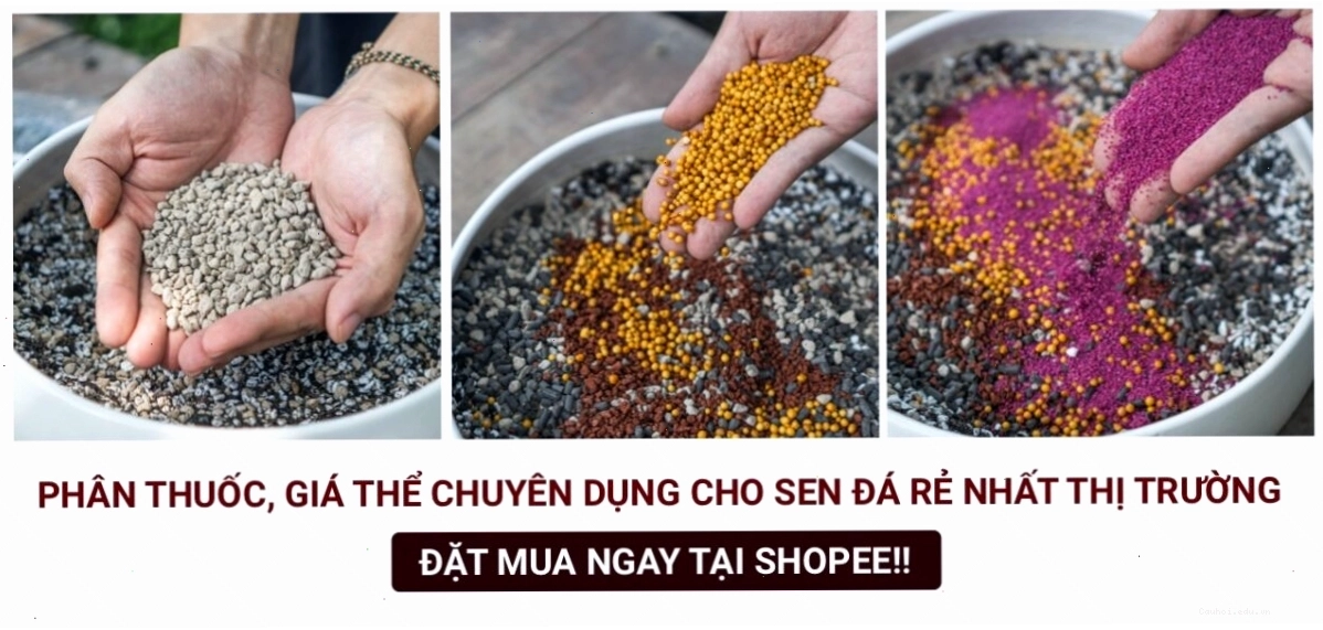 Các loại giá thể trồng sen đá chất lượng cao