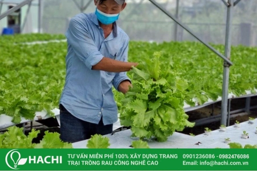Các loại rau ăn lá trồng thủy canh