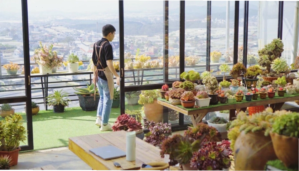 Các loại sen đá phổ biến với hình dáng đa dạng