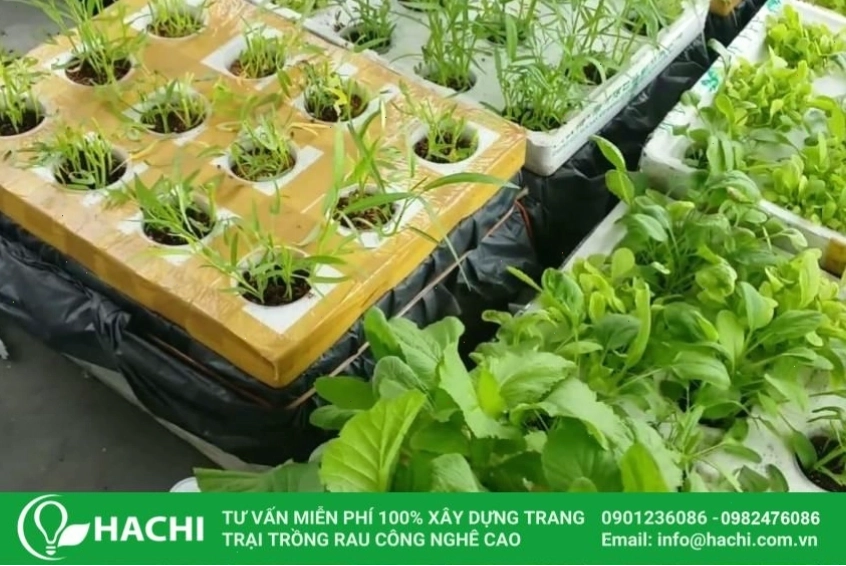 Các vật tư cần thiết cho việc trồng rau thủy canh