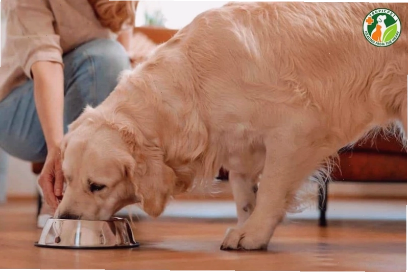Cách khắc phục tình trạng chó hú nhiều