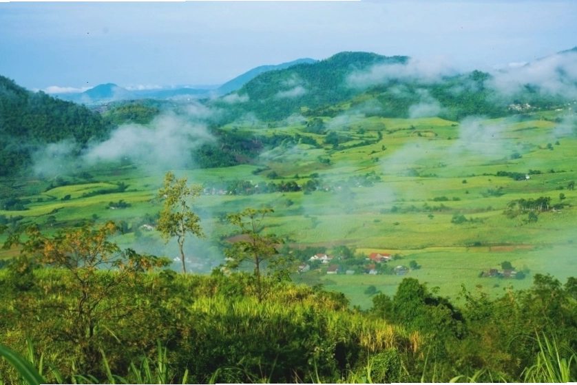 Cảnh quan đồi chè bạt ngàn tại Di Linh, Lâm Đồng