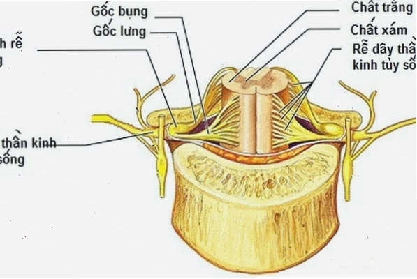 Cấu trúc dây thần kinh tủy sống