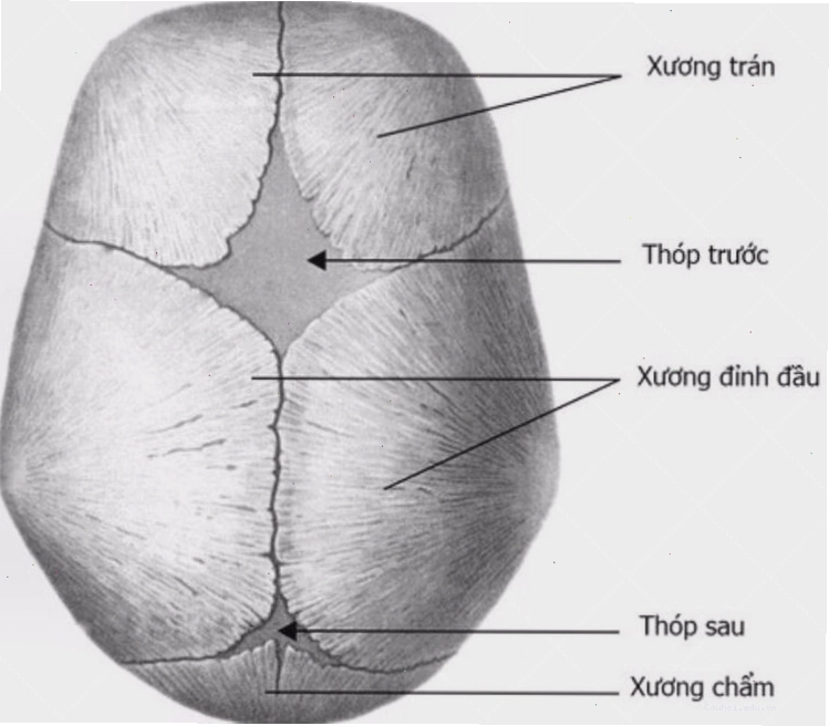 Cấu trúc xương sọ của trẻ sơ sinh với các đường khớp và thóp