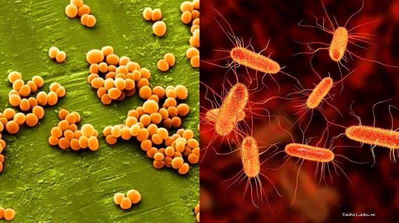 Cây chùm ngây có thể chống lại vi khuẩn tụ cầu vàng và trực khuẩn E.coli