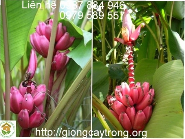 Cây chuối tím cảnh quan