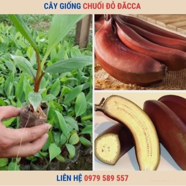 Cây chuối Úc Đỏ