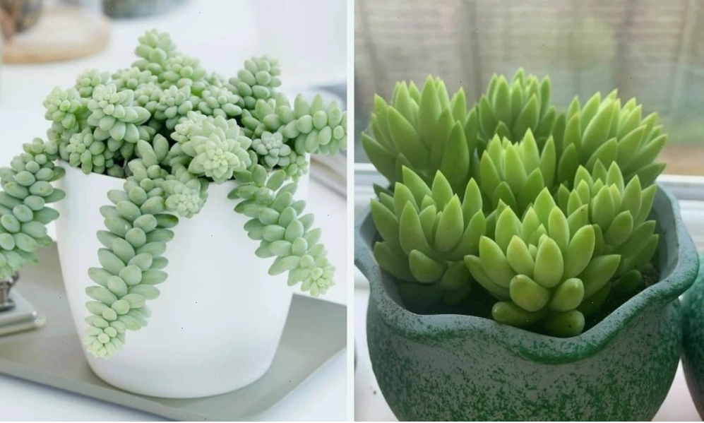 Cây sen đá bị úng nước