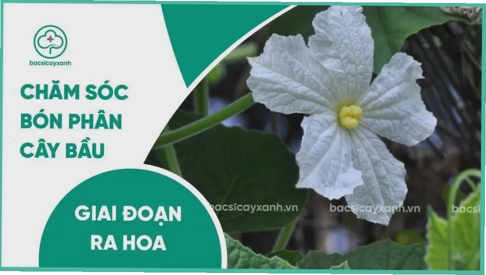 Chăm sóc và bón phân cho bầu giai đoạn ra hoa