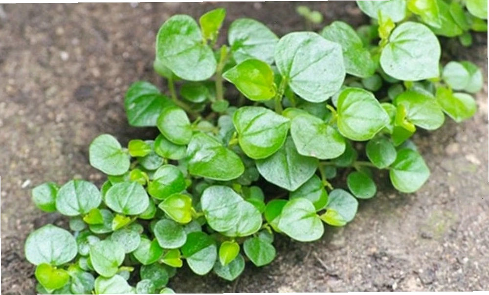 Chế độ ăn uống cân bằng với rau càng cua