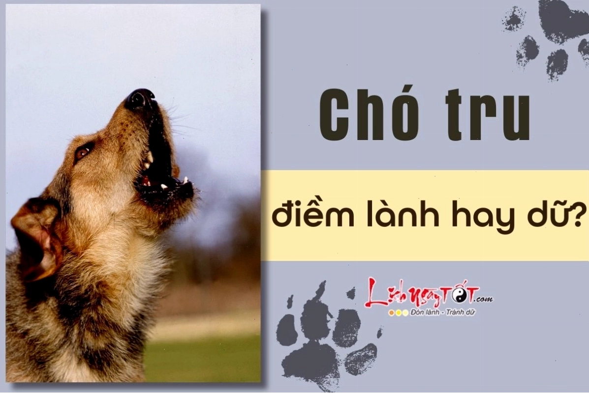 Chó hú để giao tiếp và đánh dấu lãnh thổ