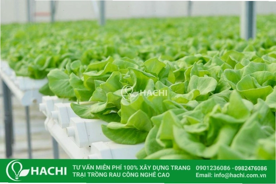 Chuyển cây con vào hệ thống thủy canh