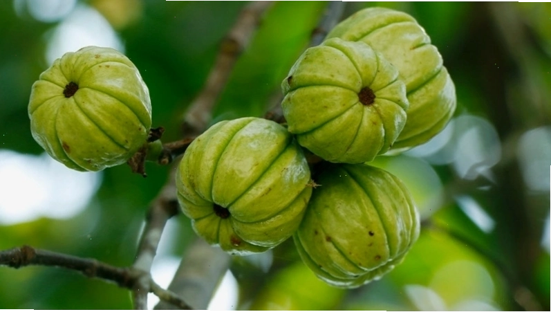 Công dụng tuyệt vời của quả bứa mà bạn nên biết