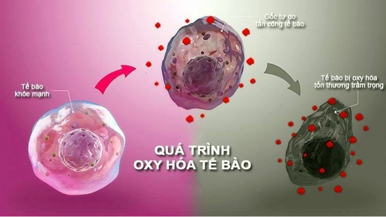 Đậu bắp chứa nhiều chất chống oxy hóa cải thiện sức khỏe