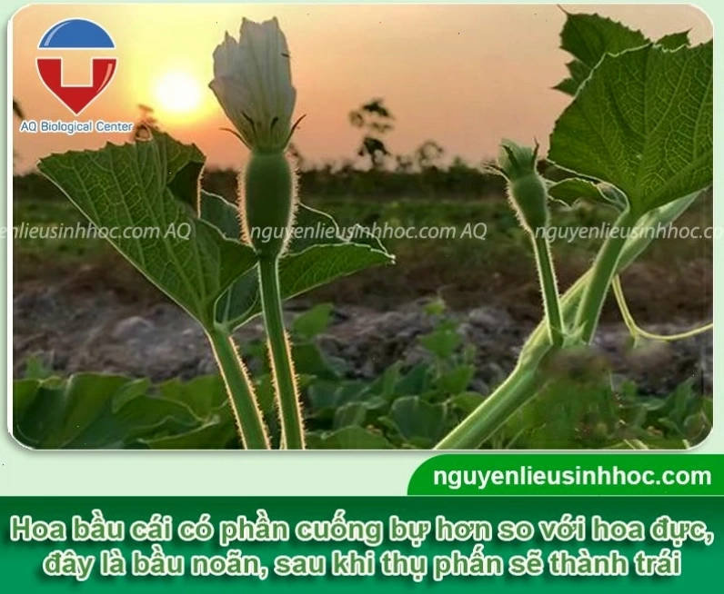 Dấu hiệu nhận biết sớm bầu ra hoa mà không đậu trái