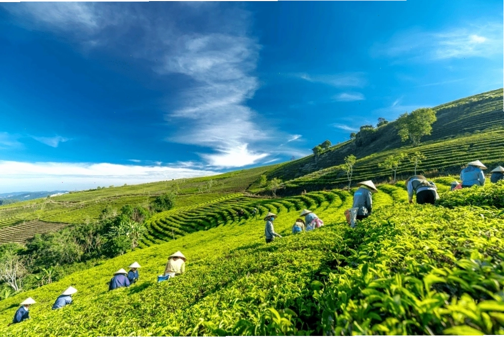 Đồi chè Cầu Đất xanh mướt với sương mờ bao phủ là thiên đường săn mây