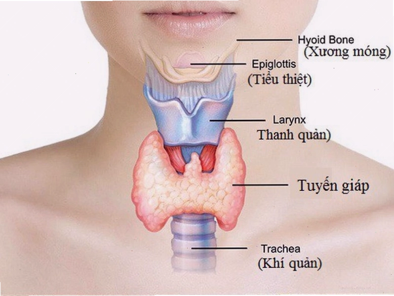 FT4 là hormone do tuyến giáp tiết ra và có vai trò quan trọng trong trao đổi chất