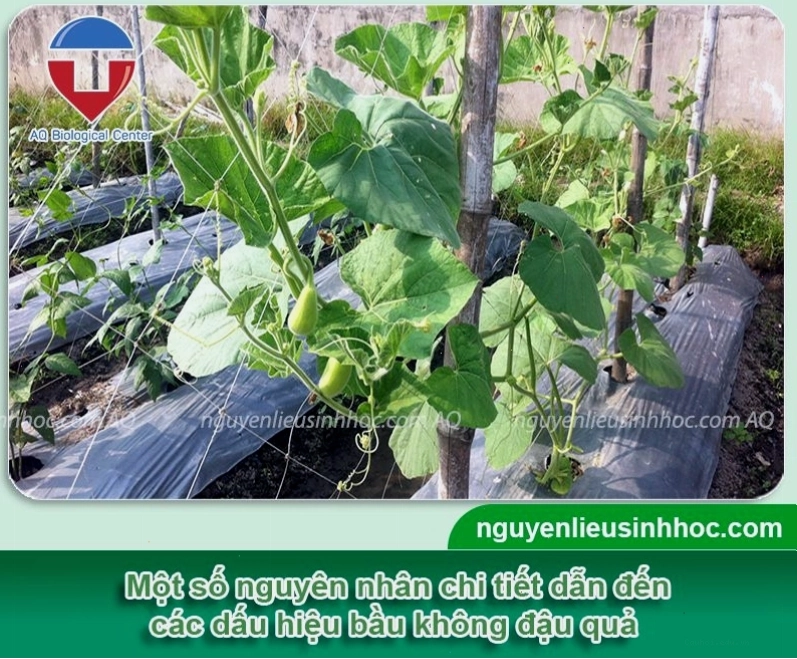 Giải thích nguyên nhân tại sao bầu ra hoa mà không đậu quả