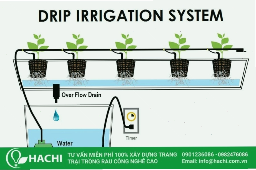 Hệ thống thủy canh nhỏ giọt cho rau ăn quả