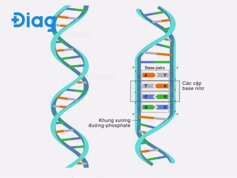 Hình ảnh minh họa cấu trúc không gian dạng xoắn kép của phân tử ADN.