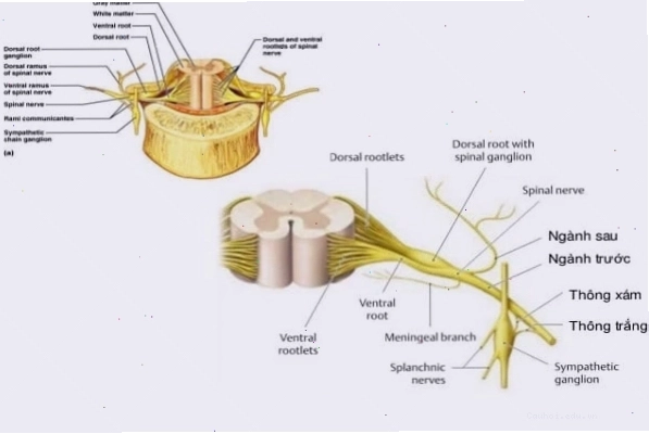 Hình ảnh minh họa dây thần kinh tủy được gọi là dây pha
