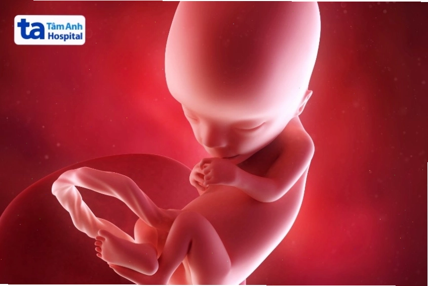 Hình dạng và kích thước của thai nhi 13 tuần tuổi