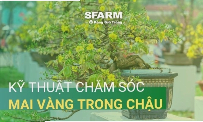 Kỹ thuật chăm sóc mai vàng trong chậu