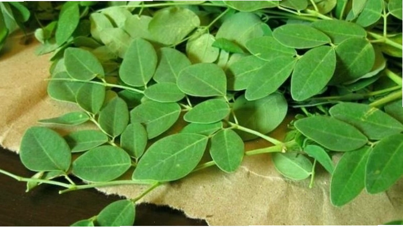 Lá chùm ngây có thể thu hái quanh năm