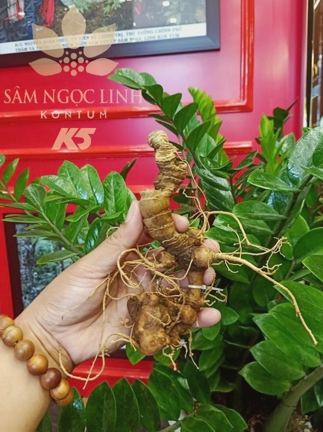 Lá Sâm Ngọc Linh thật với 5 lá chét hình bầu dục