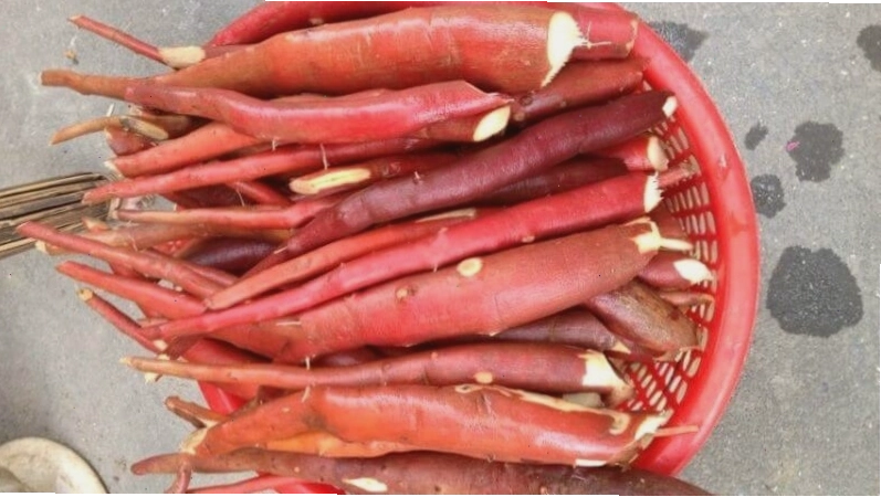 Liều dùng thông thường của sâm cau