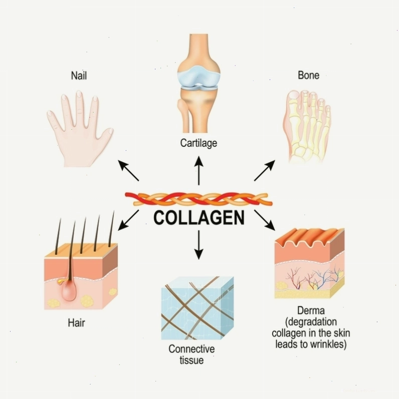 Lợi ích của việc bổ sung collagen đối với sức khỏe và sắc đẹp