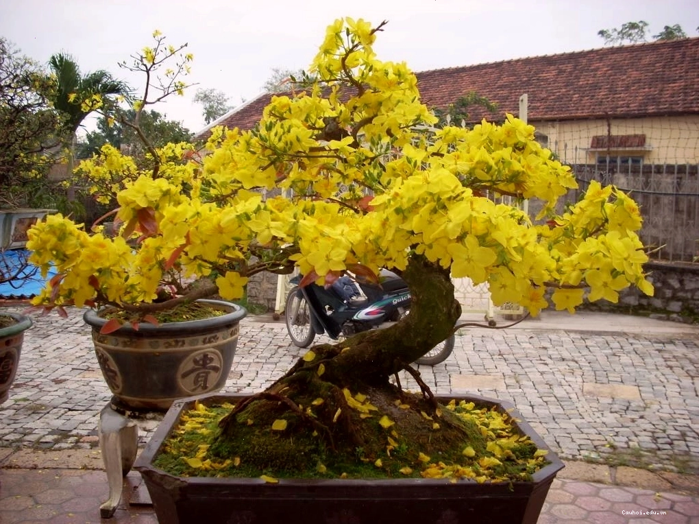 Mai vàng được uốn nắn đúng kỹ thuật với dáng thế cân đối