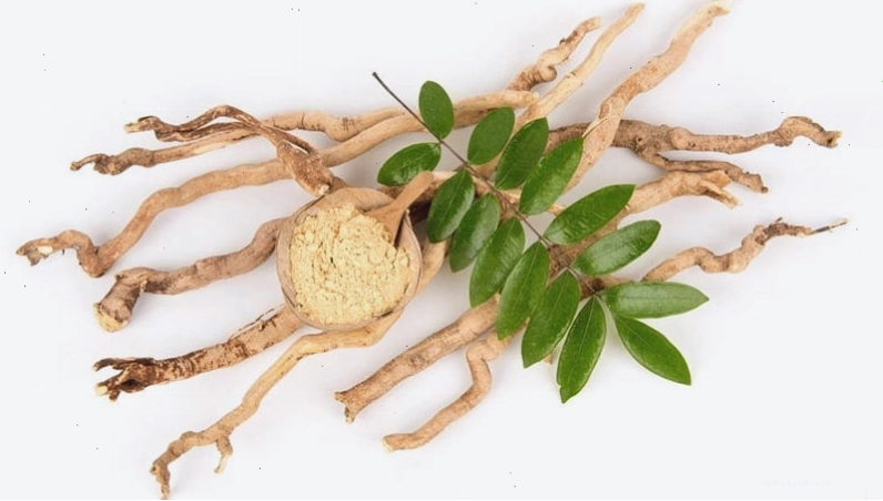 Mật nhân sấy khô dùng làm dược liệu