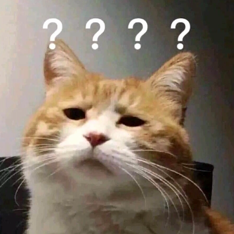 Meme mèo biểu cảm đang tức giận