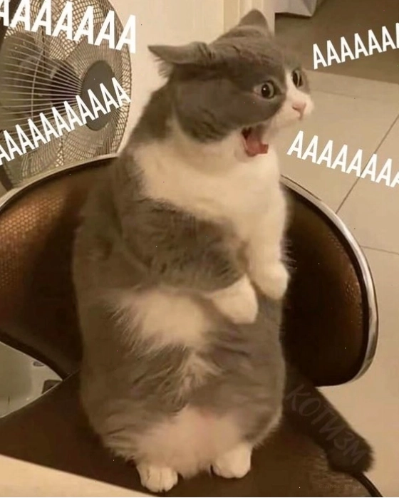 Meme mèo con giận dỗi