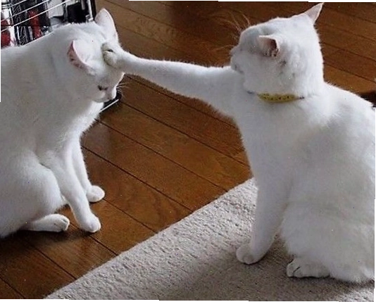 Meme mèo hài hước với biểu cảm ngộ nghĩnh