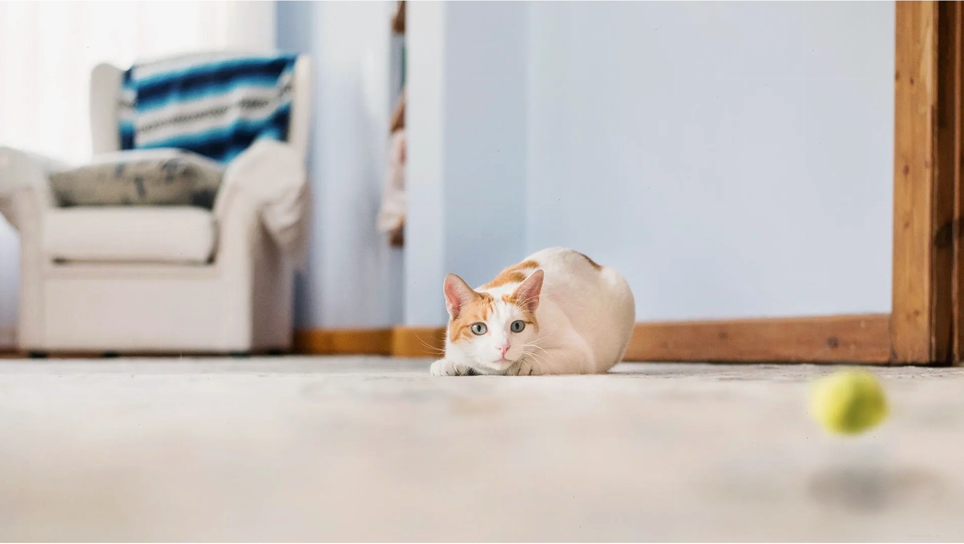 Mèo con đang chuẩn bị vồ mồi