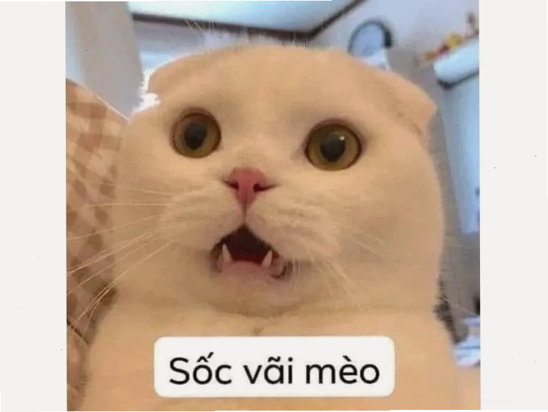 Mèo con đang nhìn vào màn hình máy tính