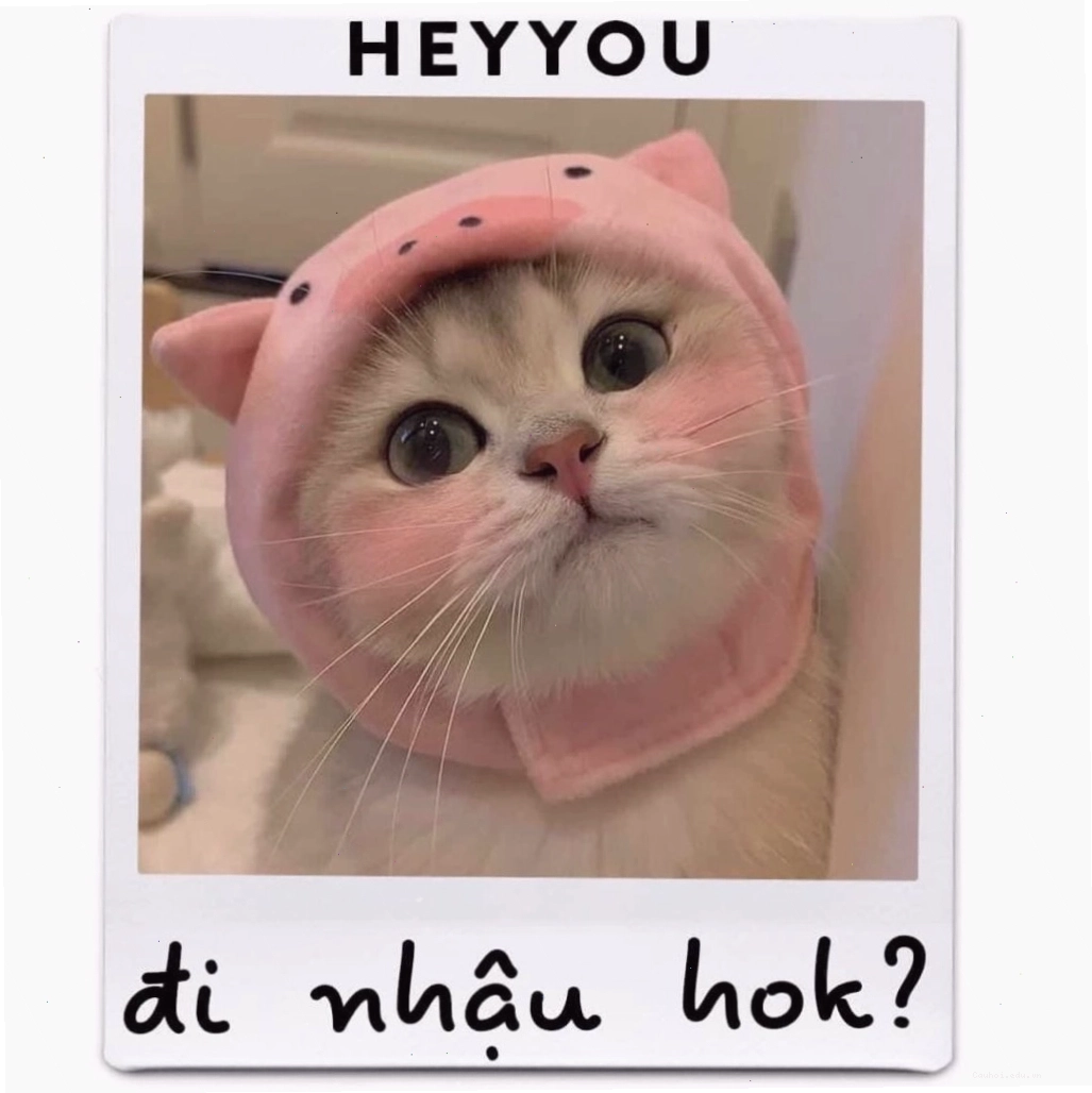 Mèo con đang vui vẻ