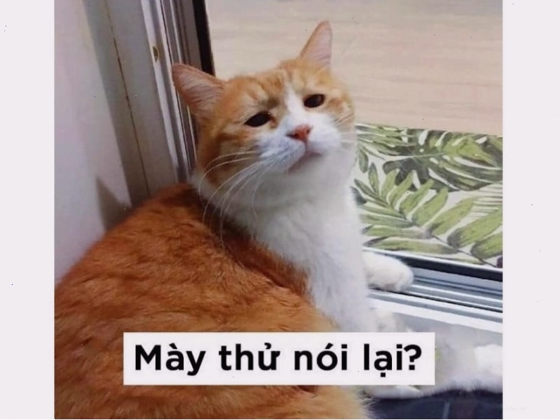 Mèo đang biểu cảm ngạc nhiên với đôi mắt mở to