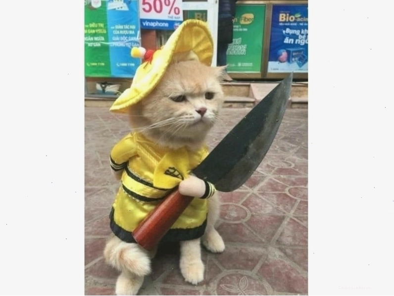 Mèo đang cố gắng làm mặt ngầu