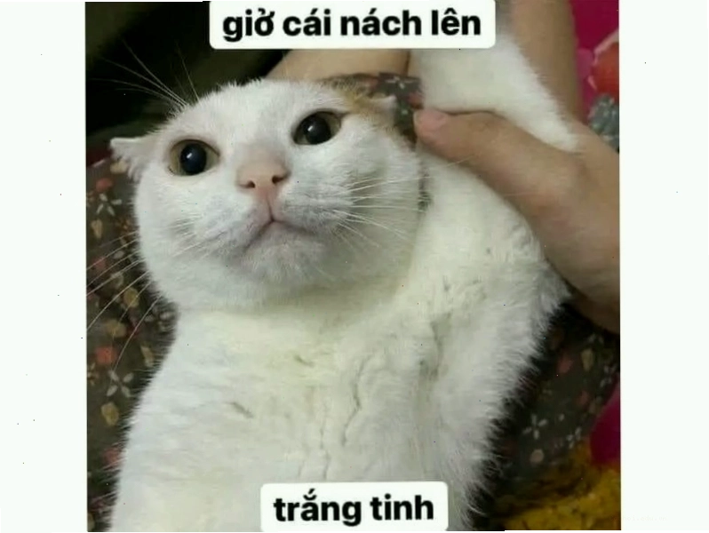 Mèo đang giả vờ ngủ để trốn tránh trách nhiệm