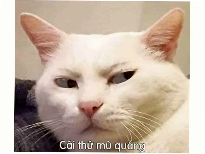 Mèo đang làm điệu bộ nũng nịu