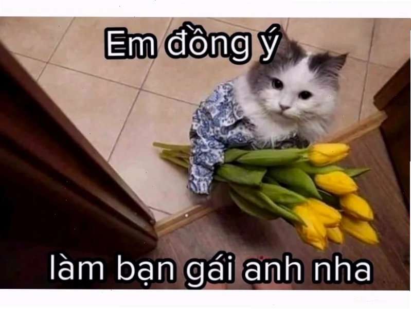 Mèo đang nằm dài với vẻ mặt chán nản