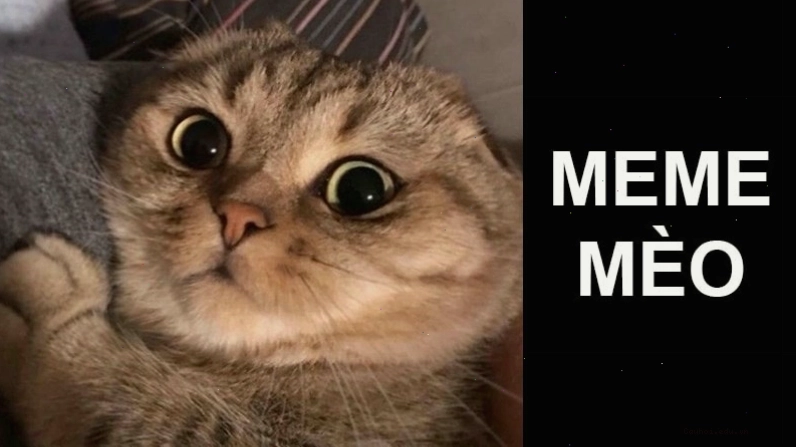 Mèo đang ngáp với biểu cảm hài hước