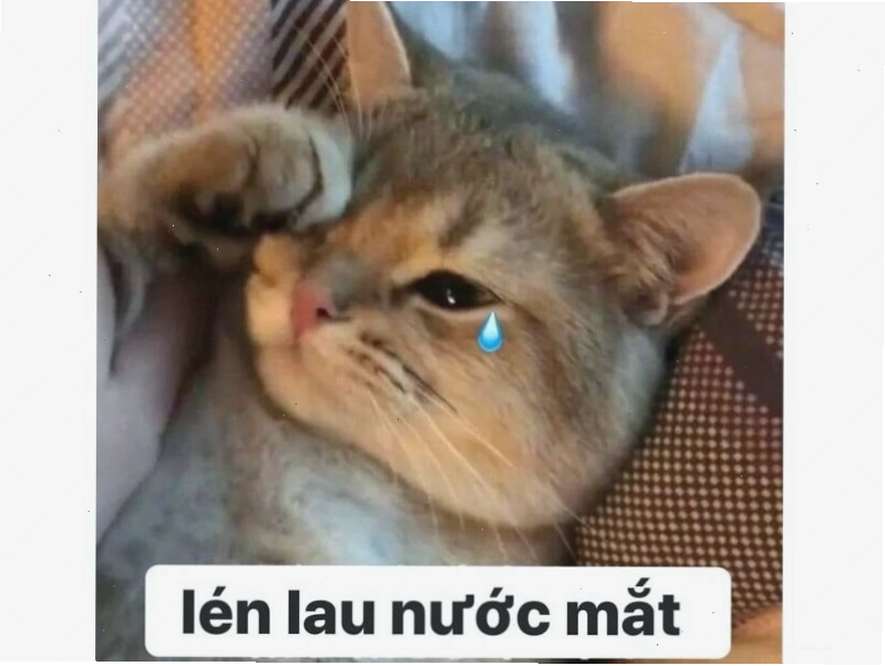 Mèo đang nhìn chằm chằm vào thức ăn