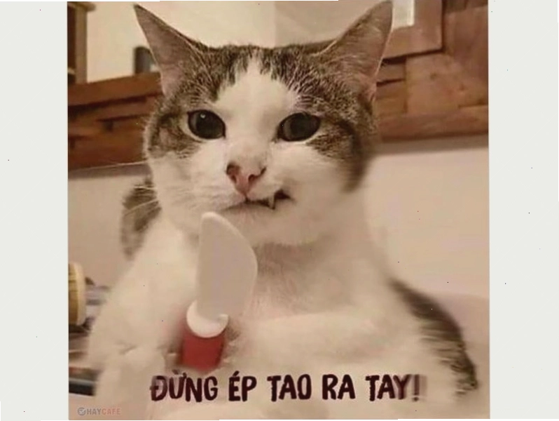 Mèo với ánh mắt láo liên gây cười