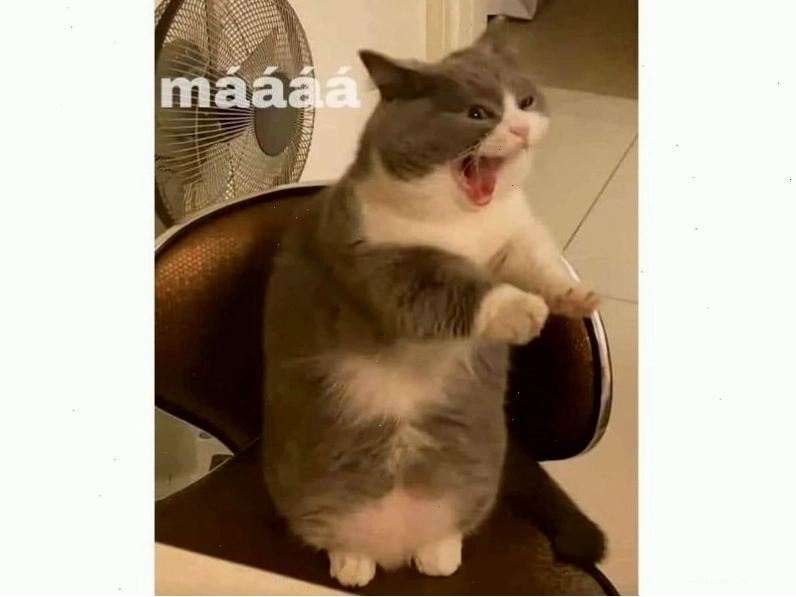 Mèo với ánh mắt ngạc nhiên tột độ